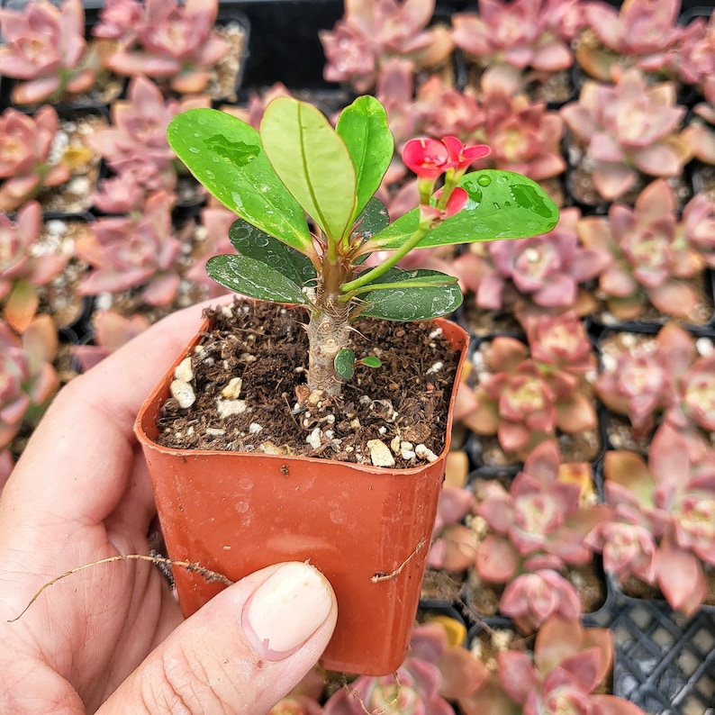 Euphorbia Milii With Red Bloom The Crown Of Thorns Christ plant Christ thorn 2 inch pot image 4