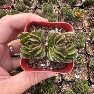 Puede incluir: Dos peque&ntilde;as plantas suculentas verdes y rojas en una maceta de pl&aacute;stico roja. Las plantas tienen forma de roseta y una textura peluda.