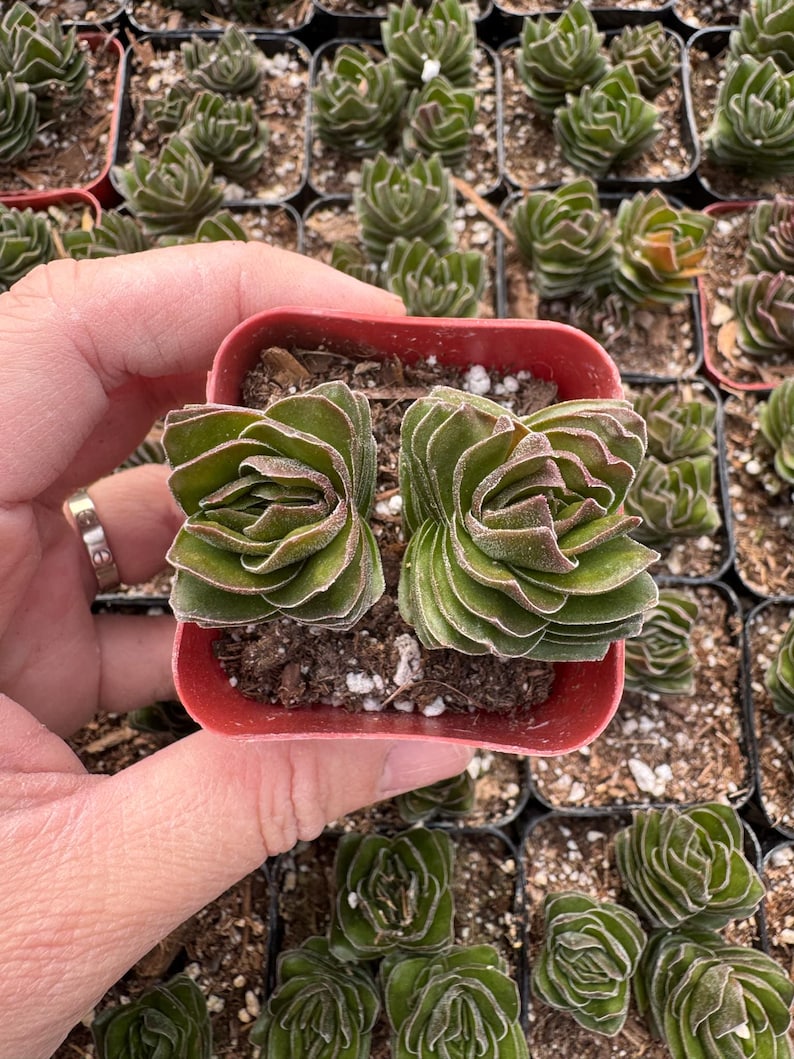 Puede incluir: Dos peque&ntilde;as plantas suculentas verdes y rojas en una maceta de pl&aacute;stico roja. Las plantas tienen forma de roseta y una textura peluda.