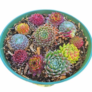 Assorted Colorful Sempervivum Cold Hardy in 6" pot