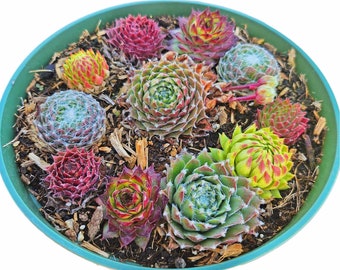 Assorted Colorful Sempervivum Cold Hardy in 6" pot