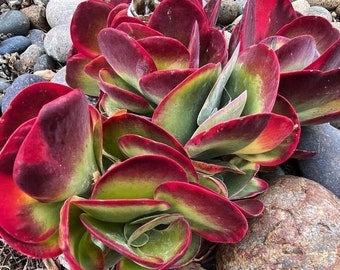 Kalanchoe Luciae Flapjack, "Paddle" succulent in 2" pot