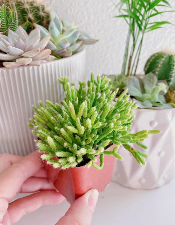 Rhipsalis Cereusculam, Coral Cactus, Succulent Plant in 2 Inches Pot - Etsy