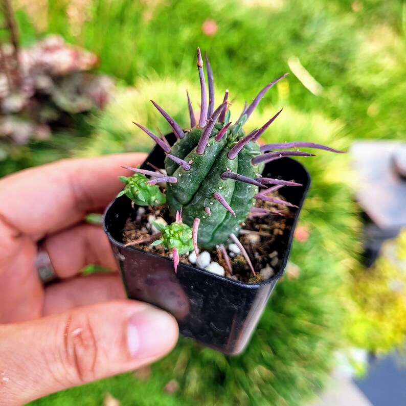 Euphorbia Ferox, Euphorbia enopla cactus dans un pot de 2 ou 4 image 3