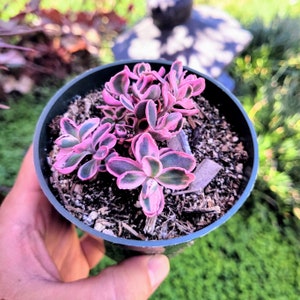 Sedum Sunsparkler &#39;Dream Dazzler&#39;, Groundcover Low Maintenance in 2, 4 inches pot