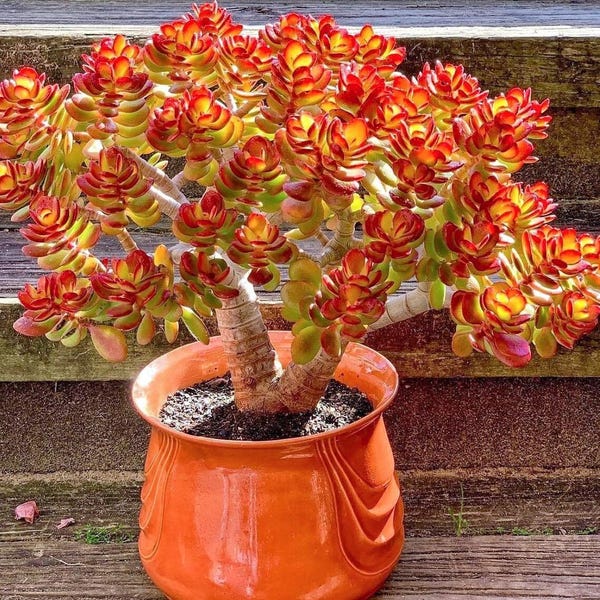 Jade Plant | Crassula Ovata | Jade Succulent Plant | Succulent Houseplant | Starter Plants | Sun Loving Succulents | Indoor Houseplants