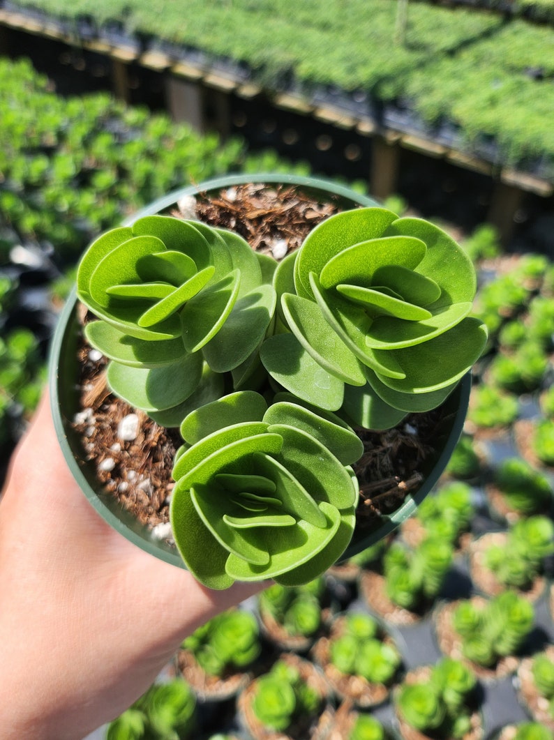 MySucculentCorner Portulaca Molokiniensis - Thumbnail 4