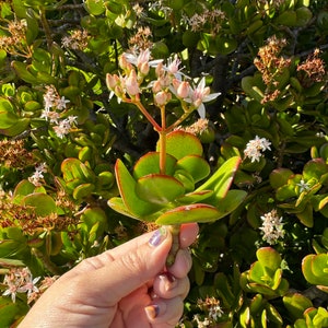 Jade Plant Crassula Ovata Jade Succulent Plant Succulent Houseplant Starter Plants Sun Loving Succulents Indoor Houseplants image 3