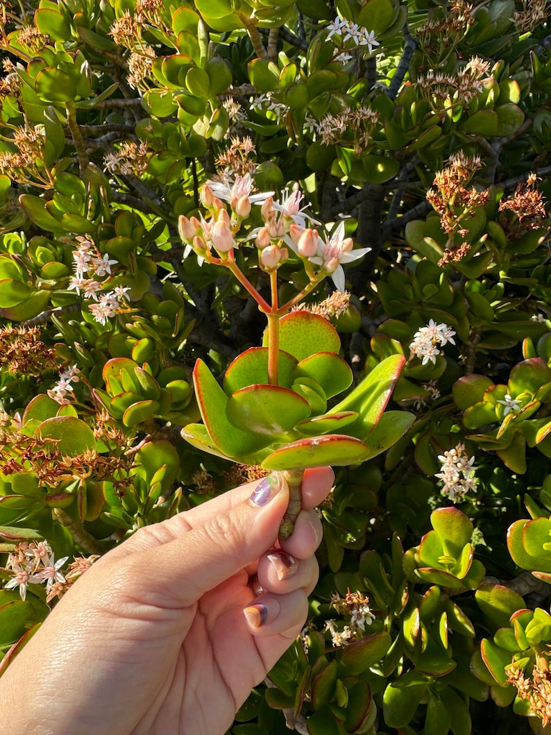 Jade Plant Crassula Ovata Jade Succulent Plant Succulent Houseplant Starter Plants Sun Loving Succulents Indoor Houseplants image 3