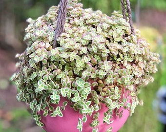 Variegated Sedum ‘Little Missy’ live succulent 2" pot