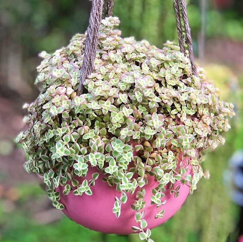 Variegated Sedum 'little Missy' Live Succulent 2