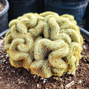 Brain Cactus, Crested Succulent pot