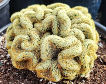 Brain Cactus, Crested Succulent pot