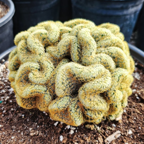 Brain Cactus, Crested Succulent Pot - Etsy Israel