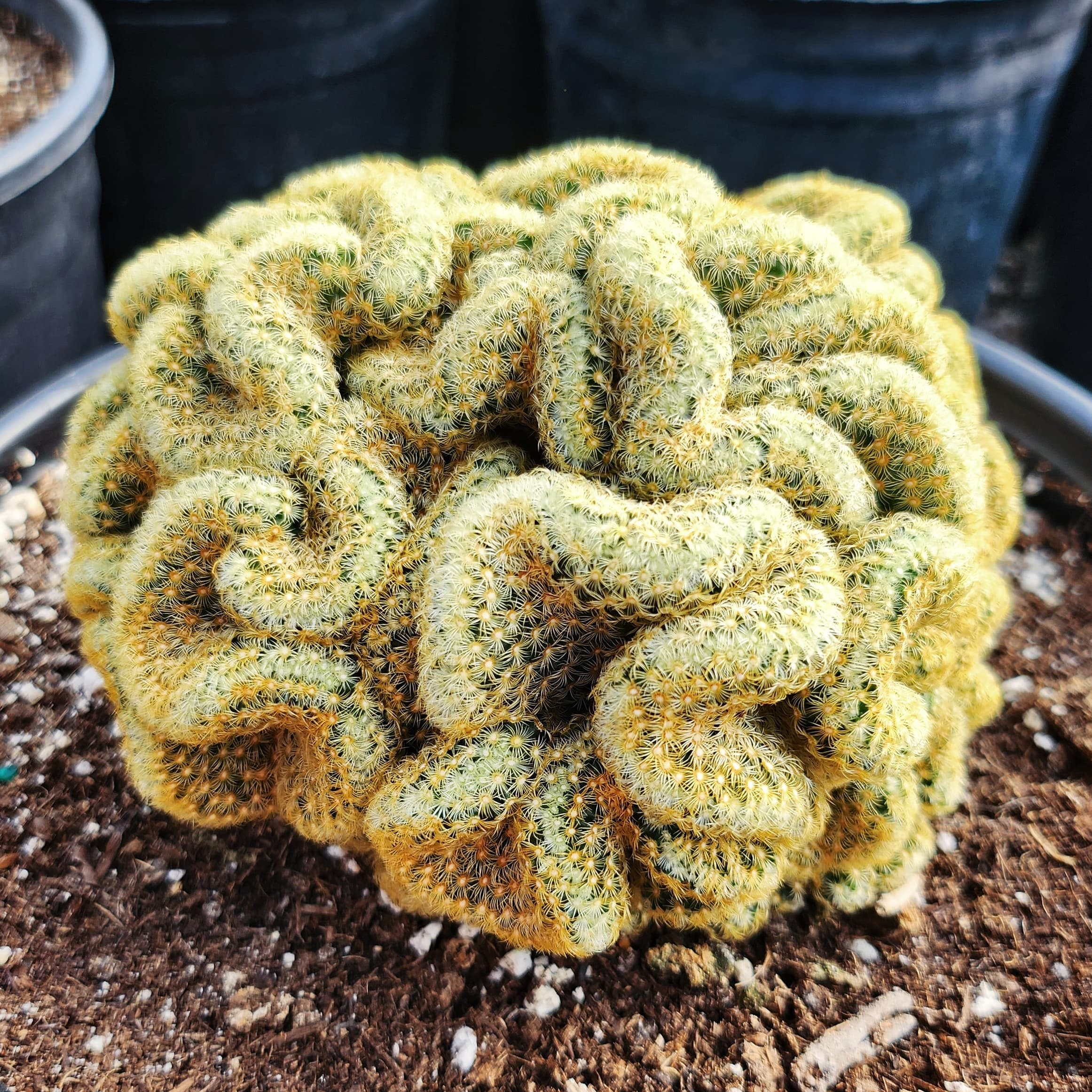 Brain Cactus, Crested Succulent Pot - Etsy