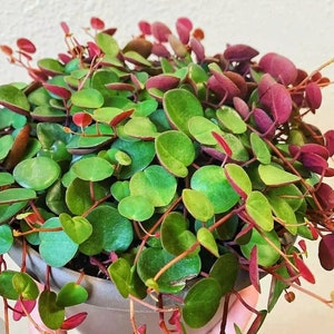 Peperomia ‘Ruby cascade’ trailing succulent, indoor plant