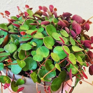 Peperomia ‘Ruby cascade’ trailing succulent, indoor plant