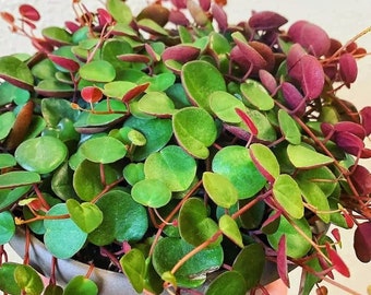 Peperomia ‘Ruby cascade’ trailing succulent, indoor plant