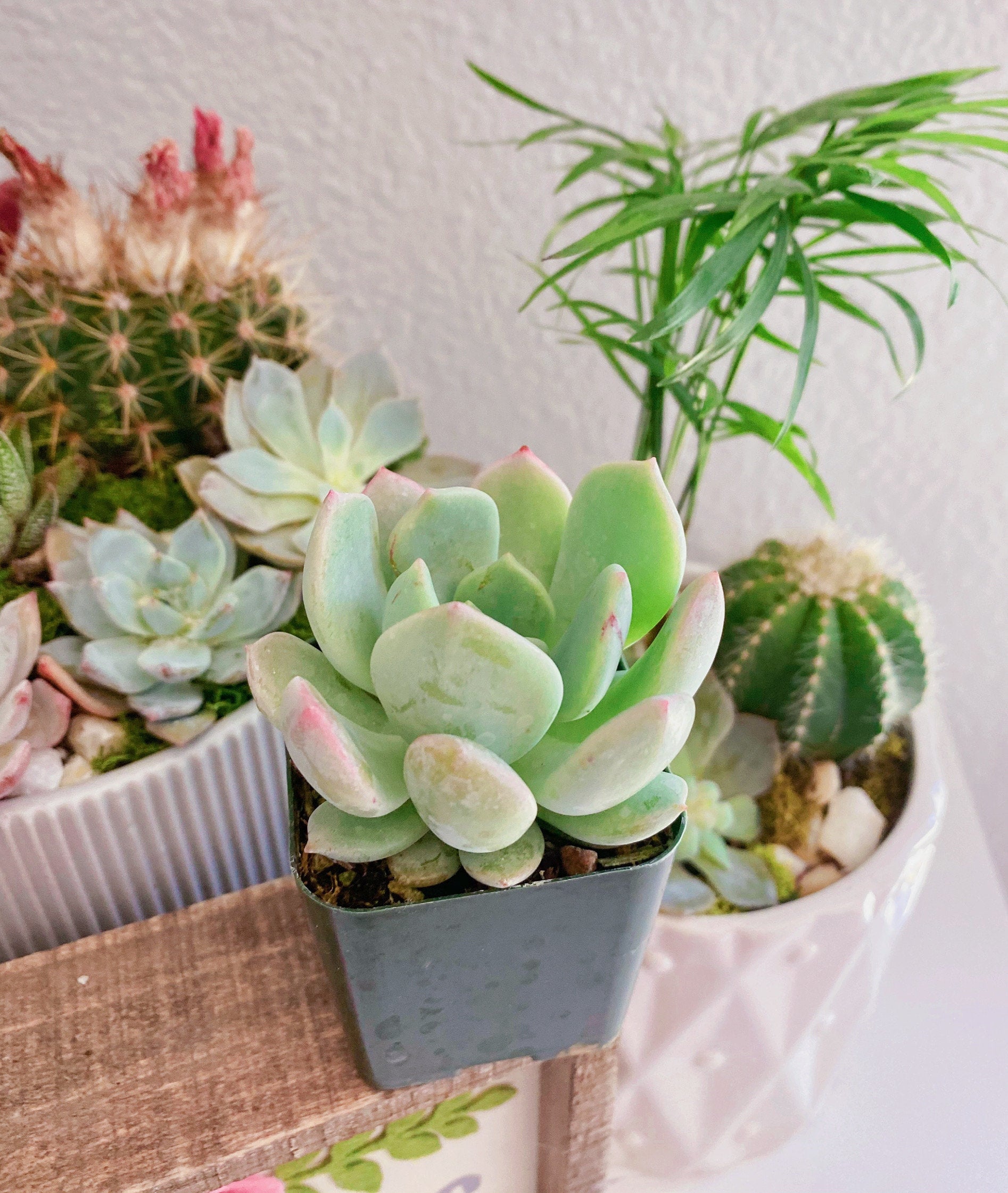 M✧succulent ·͜· ︎︎ᕷ Echeveria Moonglow Succulent in 2 or 4 Inches Pot - Etsy Canada