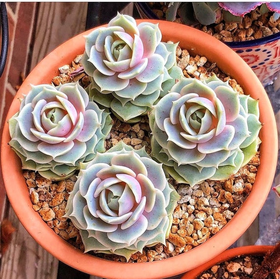 Echeveria Lola Succulent 2/4 Inches Pot - Etsy