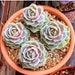 see more listings in the 2" Pot Succulent section