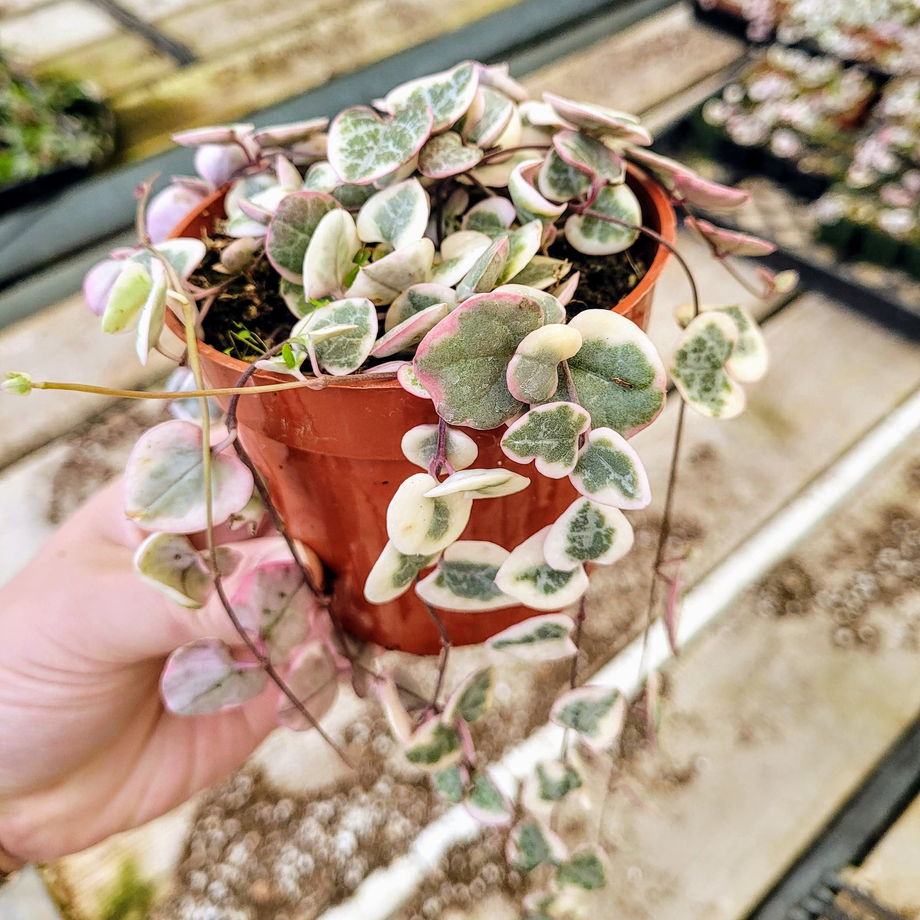 TRAILLING Variegated String of Hearts, Ceropegia Woodii, VSOH