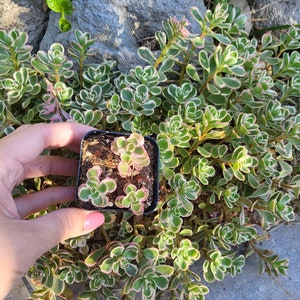 Sedum spurium 'Tricolor' Stonecrop, Groundcover Low Maintenance in 2 inches, 4 inches pot image 6