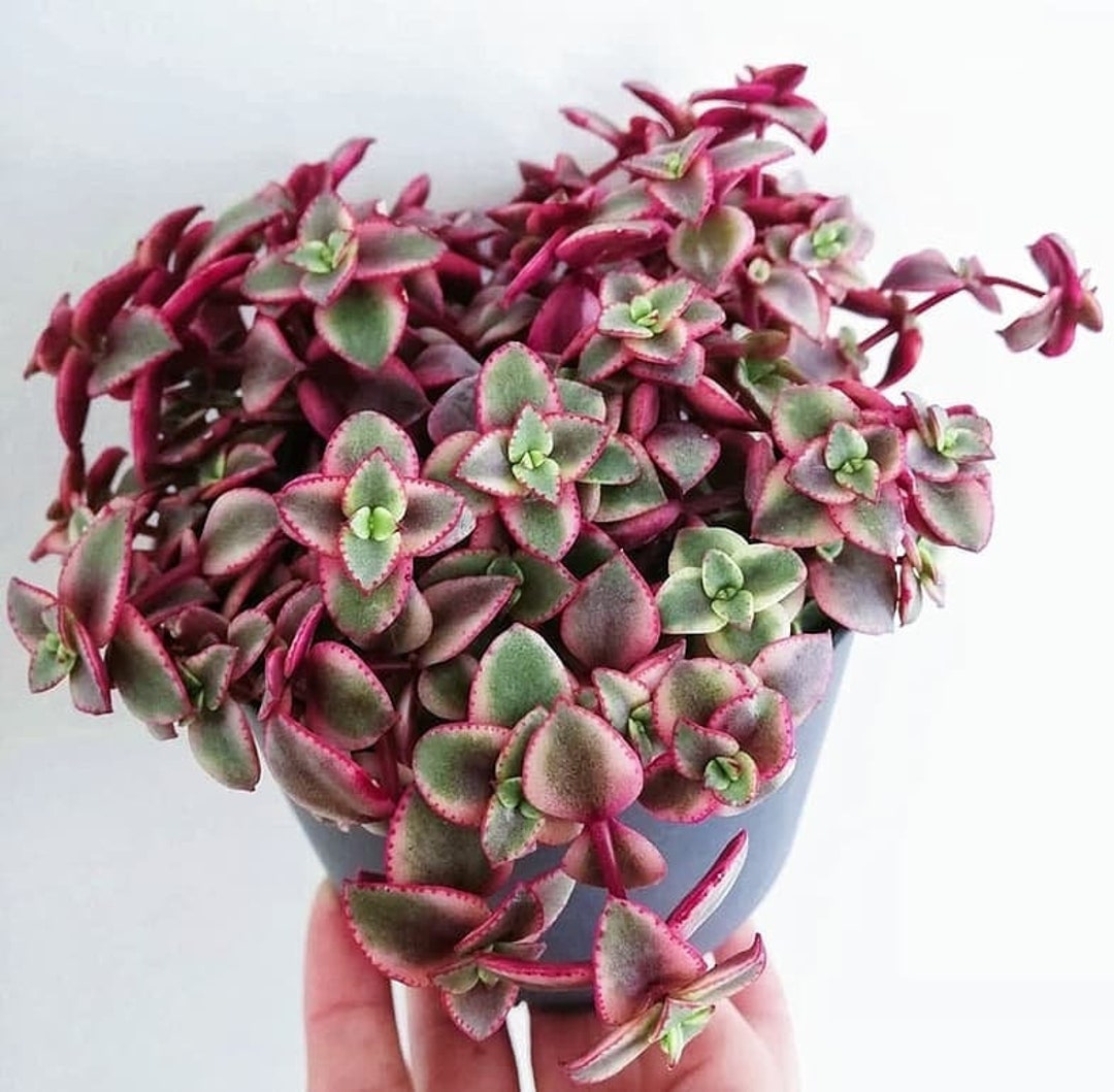 Calico Kitten Succulent, Crassula Pellucida Variegata, Variegated
