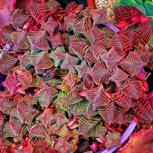 RARE | Crassula tabularis Pagoda Village - Succulent Plant 2&quot; pot