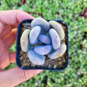 Pachyphytum Oviferum Lavender Pebbles - 2 inches pot