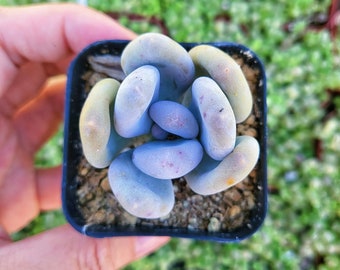 Pachyphytum Oviferum Lavender Pebbles - 2 inches pot