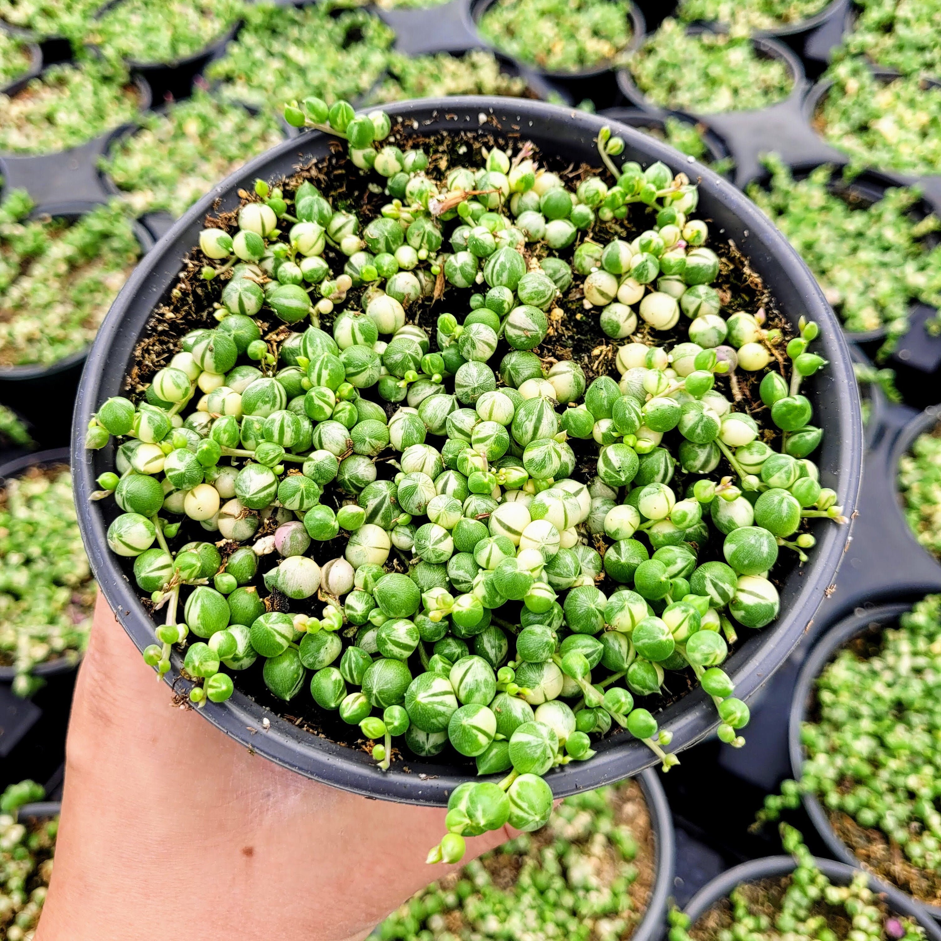 Variegated String of Pearl Succulent, Senecio Rowleyanus, VSOP, Varie…