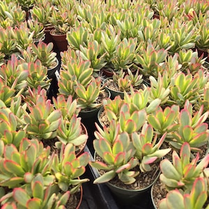 May include: A collection of potted succulents with green, yellow, and red-edged leaves. The plants are arranged in small brown pots, creating a dense display. The image showcases a variety of healthy, vibrant succulents, ideal for home or garden decor.