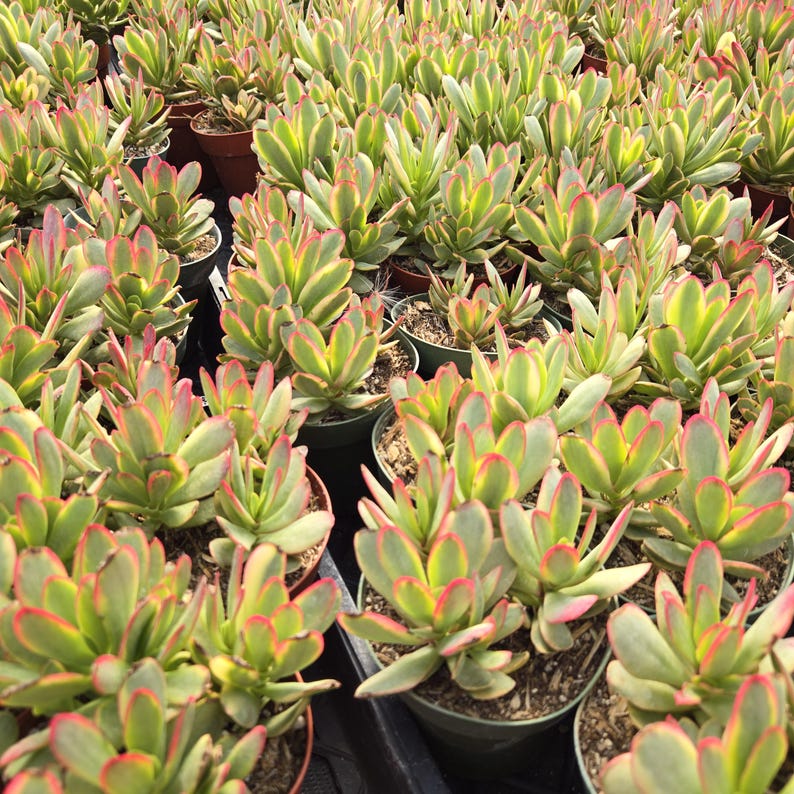 May include: A collection of potted succulents with green, yellow, and red-edged leaves. The plants are arranged in small brown pots, creating a dense display. The image showcases a variety of healthy, vibrant succulents, ideal for home or garden decor.