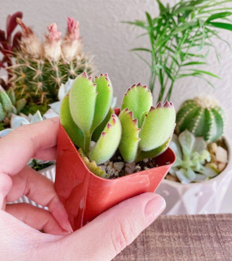 White Tip Bear Paw, Red Tip Bear Claw Succulent, Cotyledon Tomentosa, Cotyledon ladismithiensis image 1