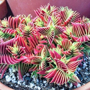 RARE 2", 4” Pot of Crassula Shark Tooth Red Pagoda