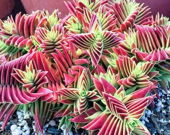 RARE 2", 4" pot de Crassula dent de requin pagode rouge