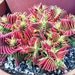 see more listings in the 2 » Pot Succulent section
