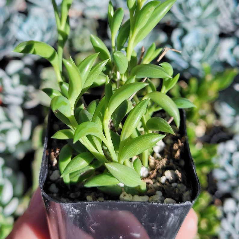 String of Bananas Succulent Senecio Radicans String of Fish Etsy