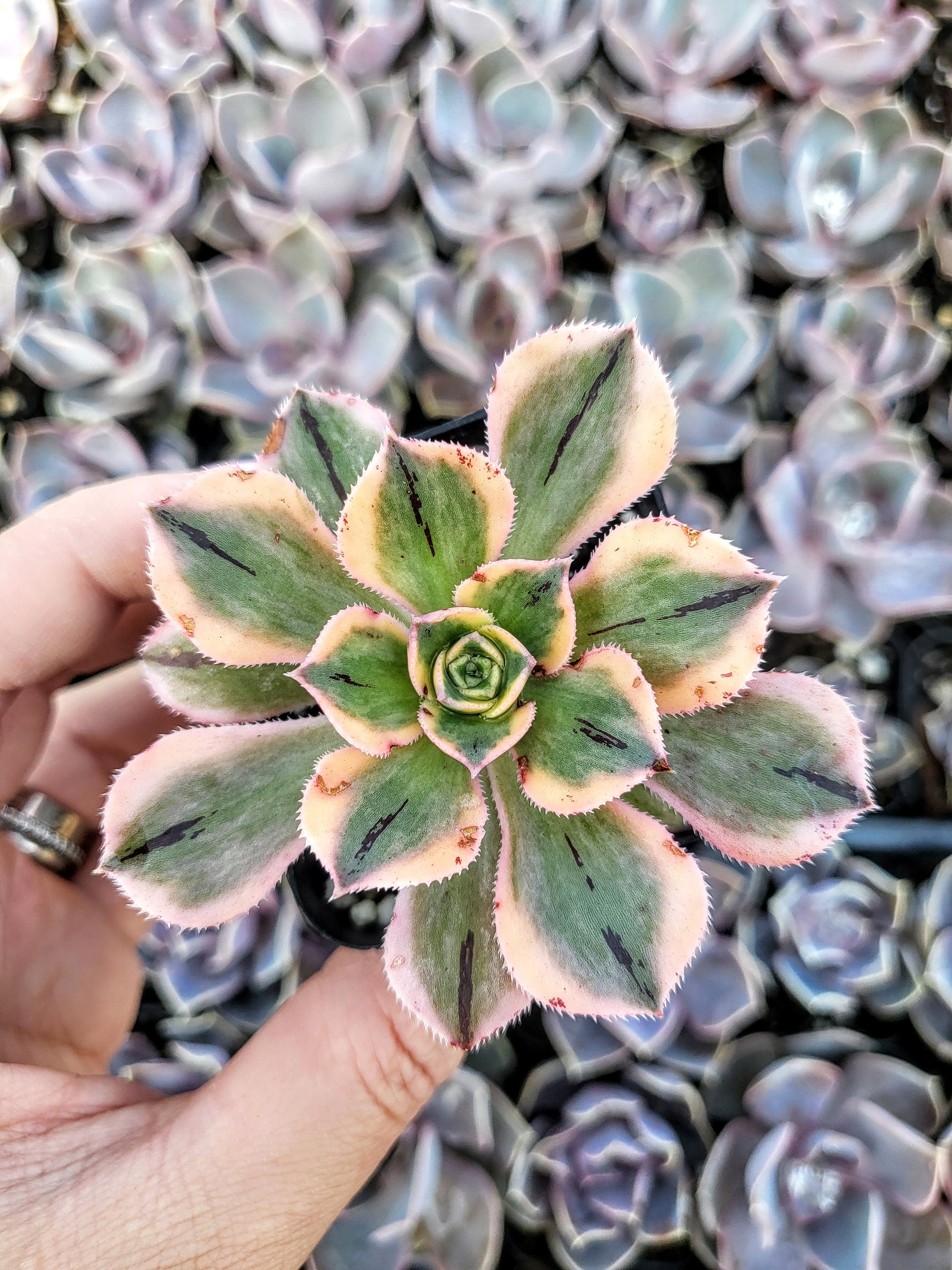 Aeonium Sunburst Succulent: Variegated Copper Pinwheel - Etsy