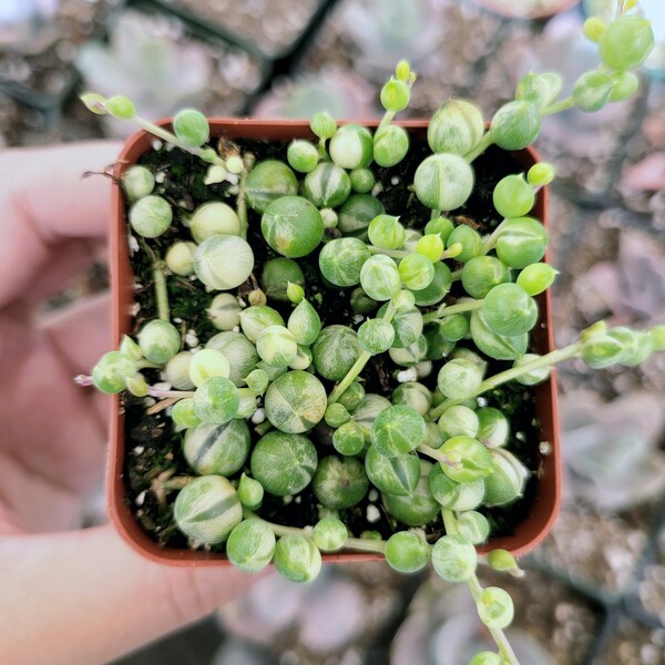 String of Pearls Etsy