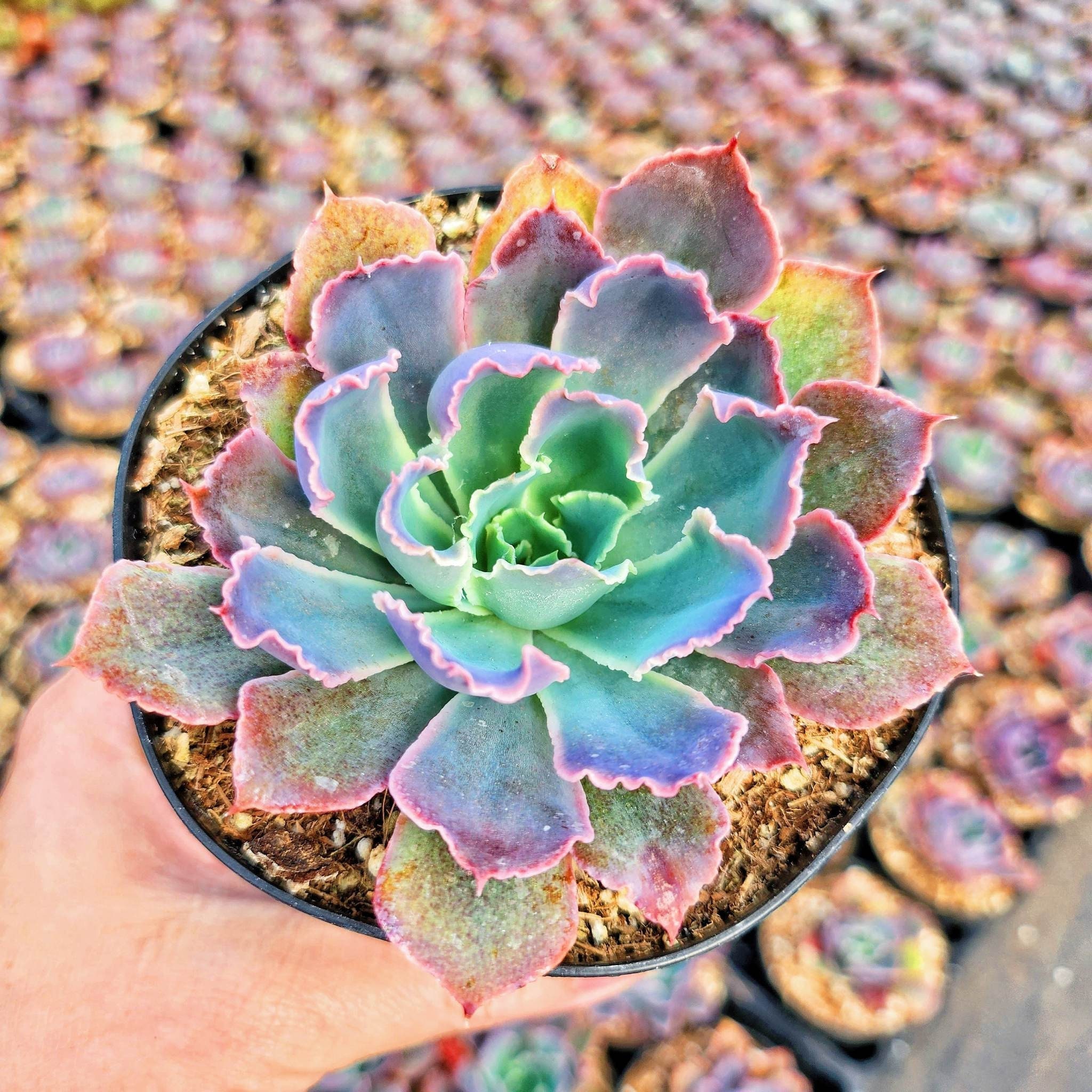 Echeveria Neon Breaker - 2