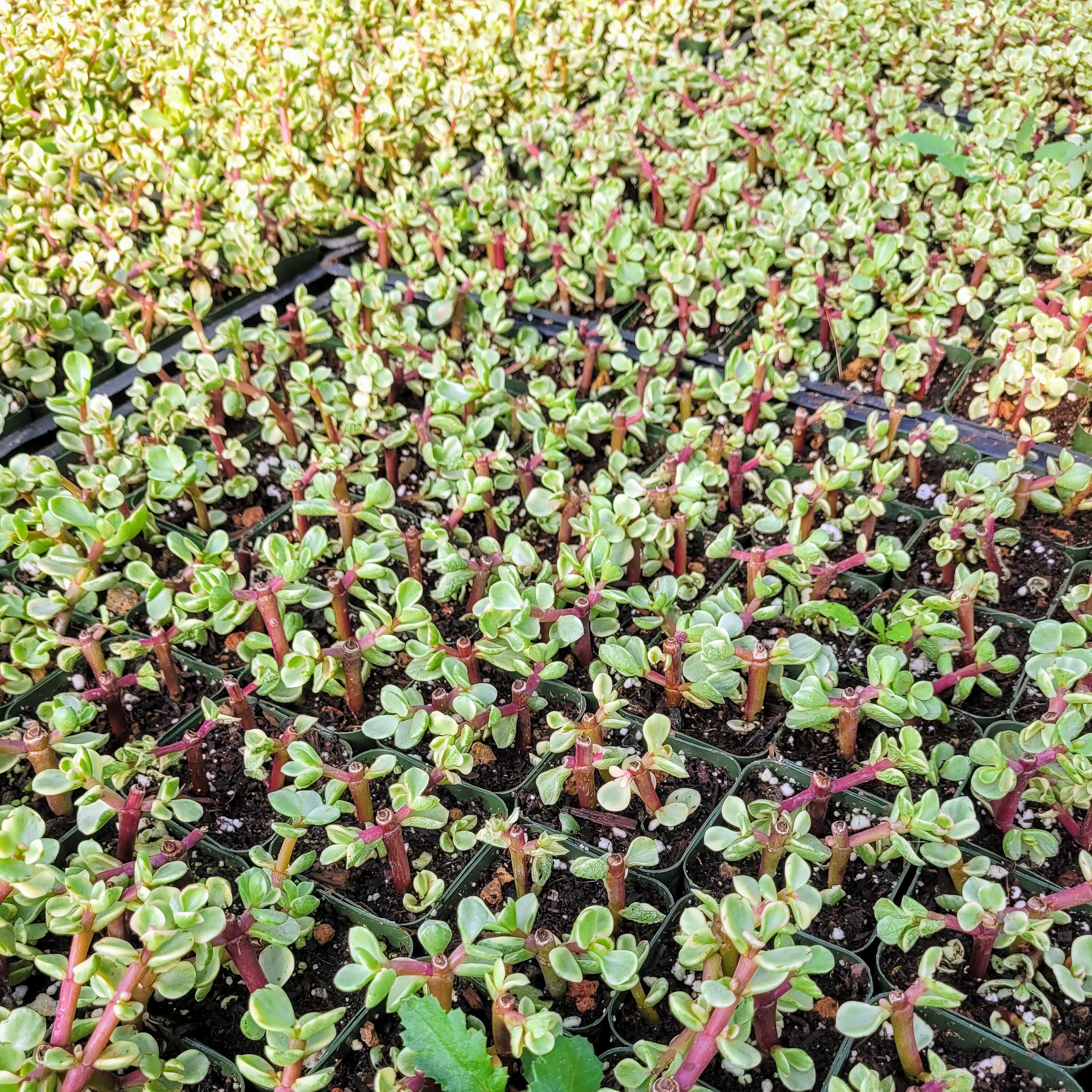 Dwarf Portulacaria afra 