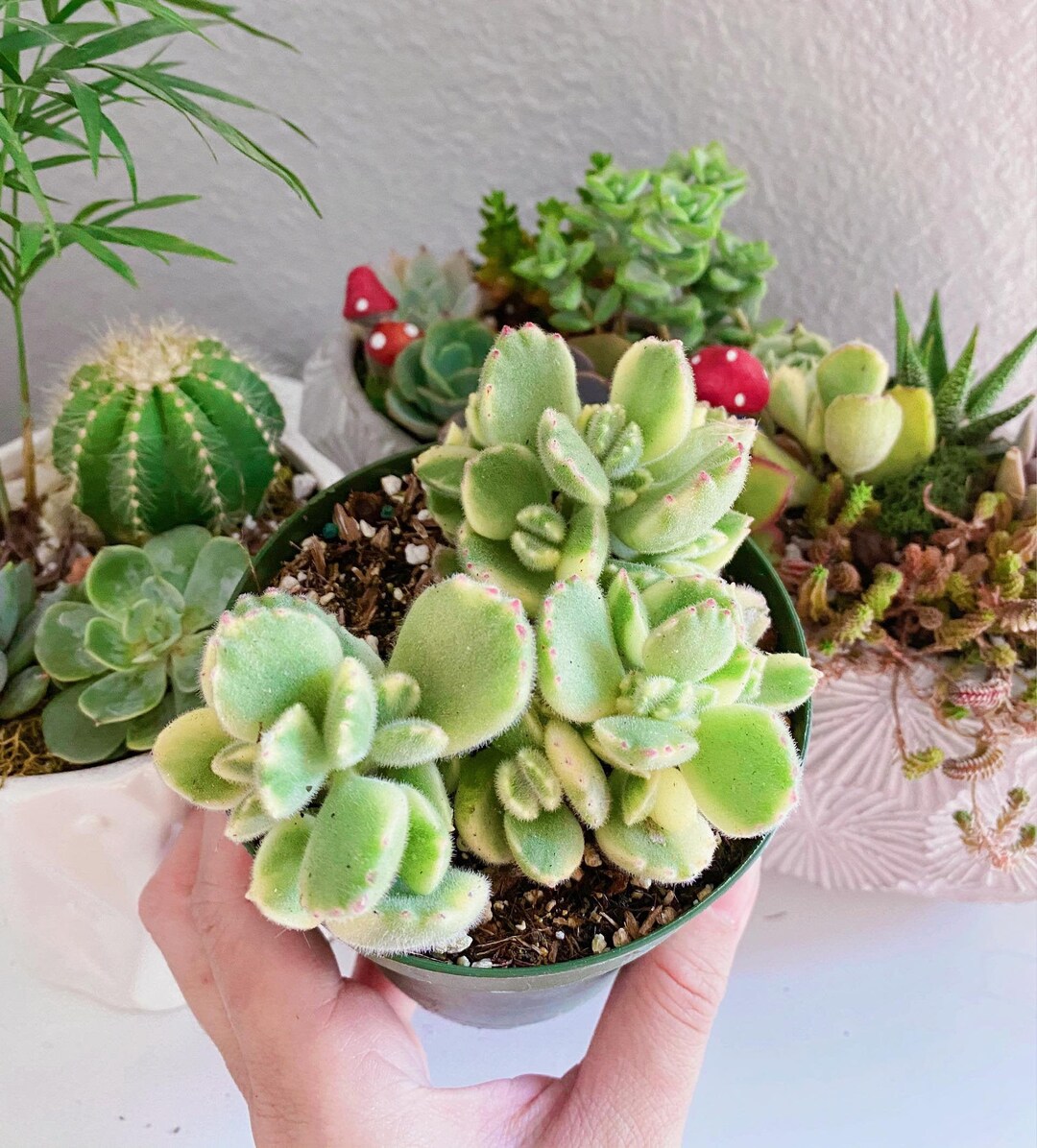 Rare Variegated Bear Paw, Bear Claw Succulent, Cotyledon Tomentosa