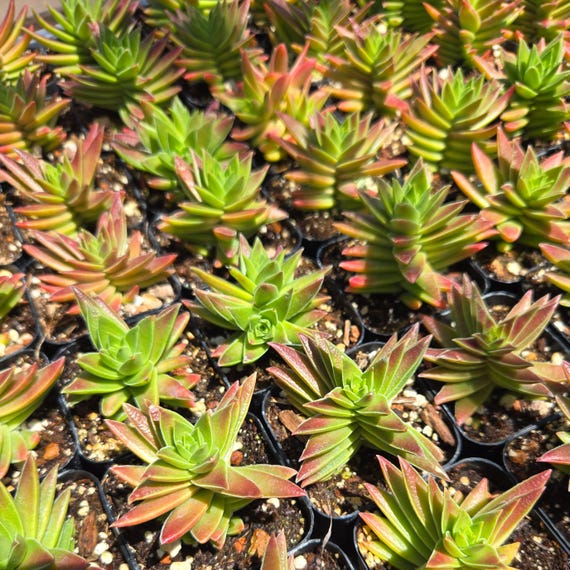 string of turtles succulent 4 Peperomia 'String of Turtles' hanging basket