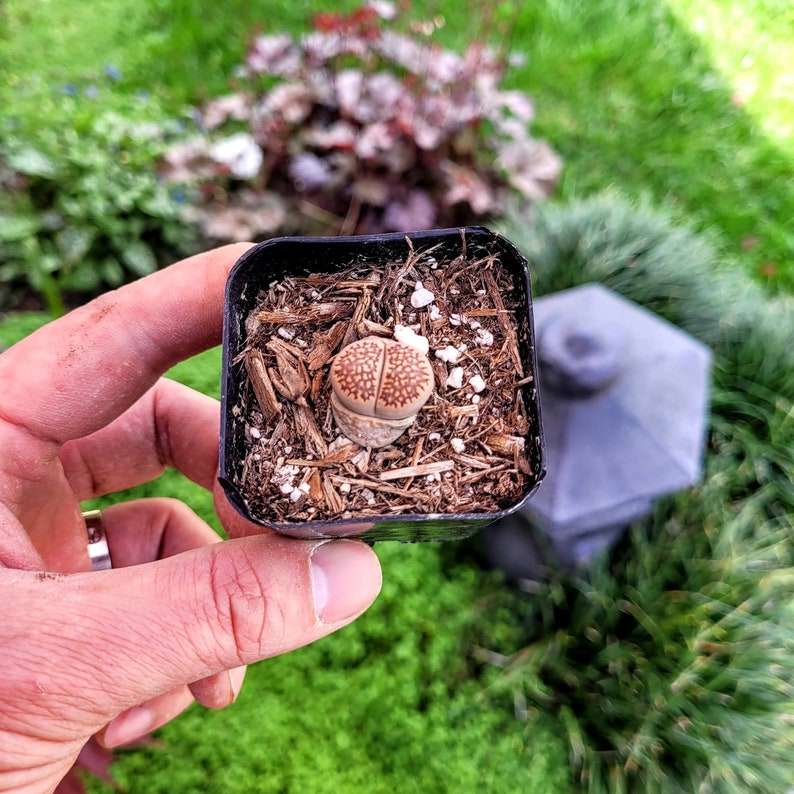 Assorted Lithops in 2 Inches Pot Etsy