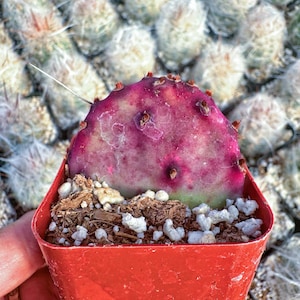 2” Opuntia &#39;Santa Rita’ Purple Cactus