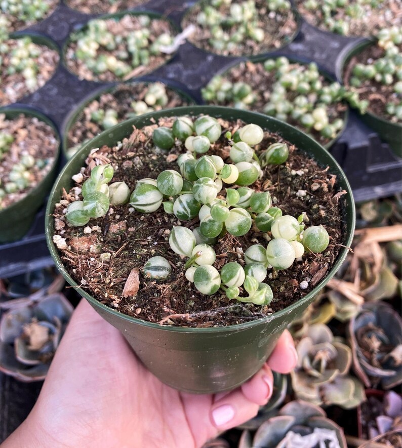 Rare Variegated String of Pearl Succulent Senecio
