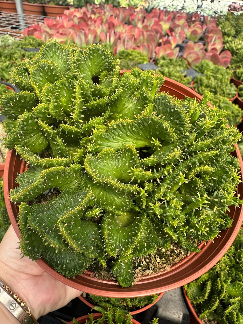 Euphorbia Flanaganii F. Cristata Crested Cactus Rare Succulent