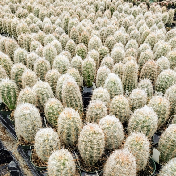 Oreocereus Trollii, Cephalocereus Senilis, Old Man of the Andes